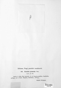 Puccinia graminis image